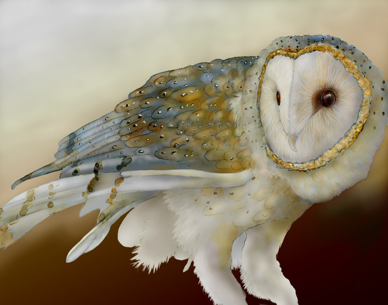 barn owl 12